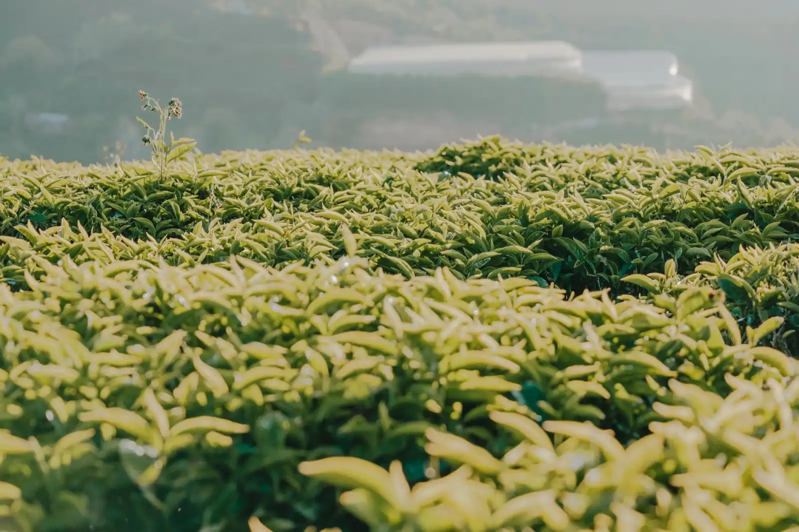 2025年苏中地区商贸服务行业发展趋势与政策导向分析